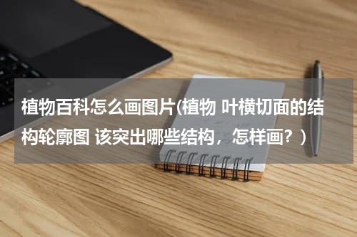 植物百科怎么画图片(植物 叶横切面的结构轮廓图 该突出哪些结构,怎样画?)